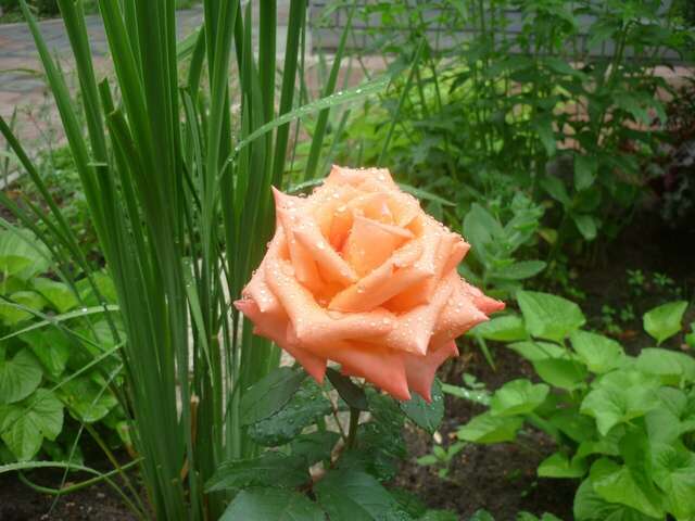 Гостиница Gold Ковров-10